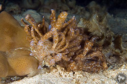 Phyllodesmium longicirrum from Indonesia