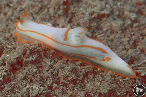 Analogium amakusanum from Fremantle, Australia