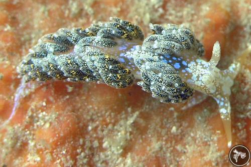 Austraeolis ornata from Australia