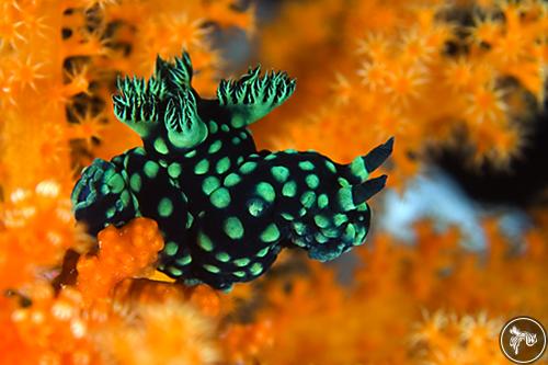 Nembrotha cristata from Indonesia