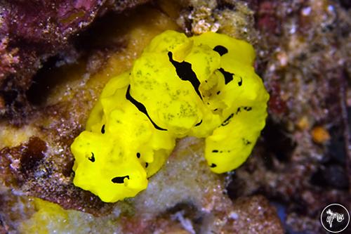 Notodoris minor from Indonesia