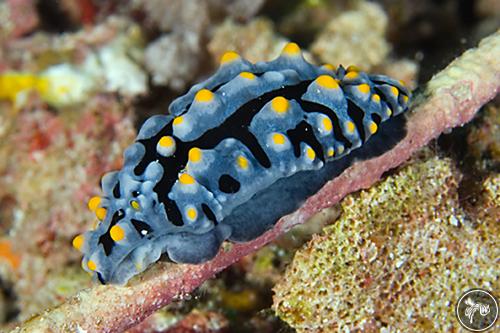 Phyllidia varicosa from Indonesia