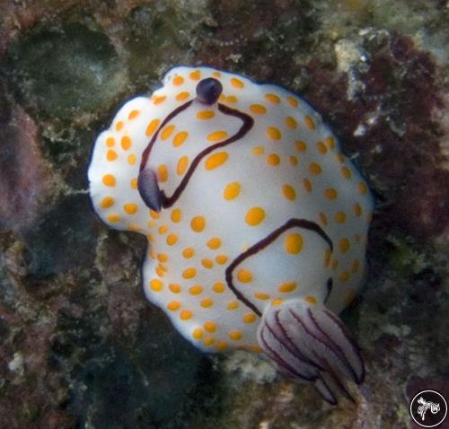 Goniobranchus annulatus from Thailand