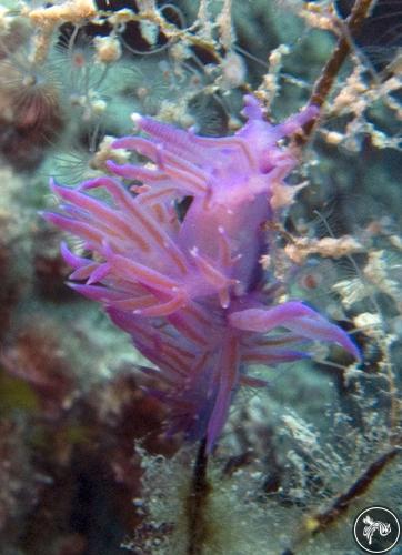 Flabellina ischitana from Croatia