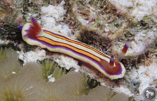 Durvilledoris lemniscata from Kiribati