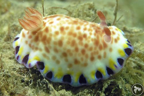 Goniobranchus aureopurpureus from Australia