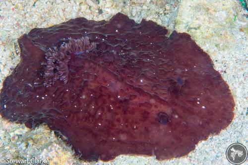 Asteronotus hepaticus from Anilao, Philippines