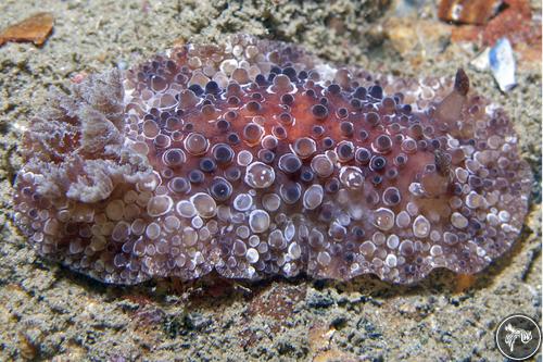 Carminodoris nodulosa from Australia