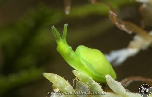 Tamanovalva babai from Victoria, Australia