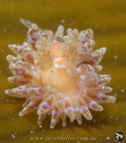 Caldukia affinis from Abrolhos Islands, Australia