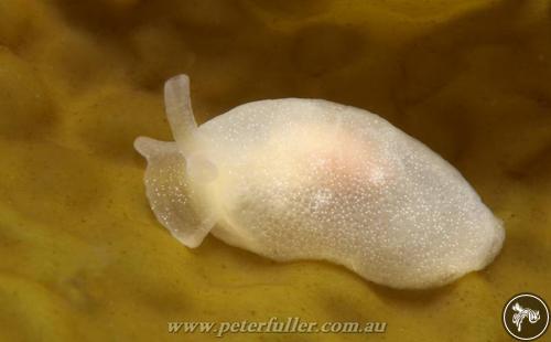 Berthella serenitas from Victoria, Australia