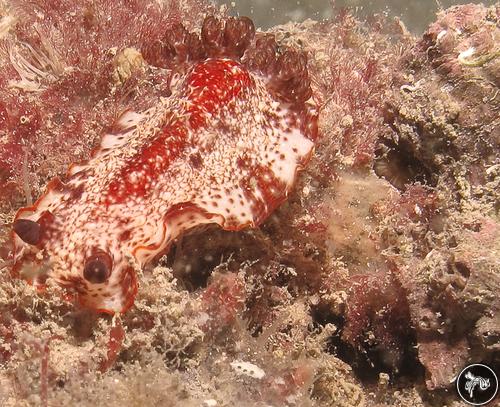 Aphelodoris sp. from Australia