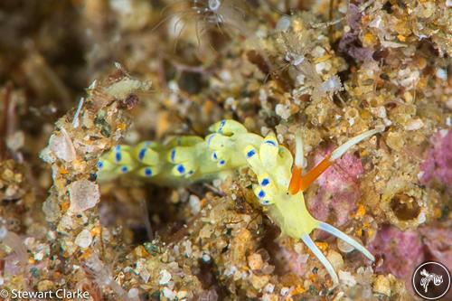 Tenellia sp. from Anilao, Philippines