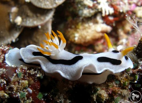 Chromodoris dianae from Indonesia