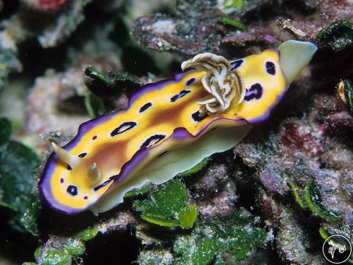 Goniobranchus kuniei from Kiribati