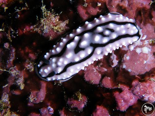 Phyllidiella sp. from Guam