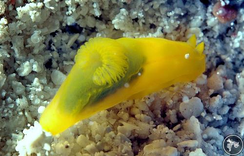 Gymnodoris subflava from Malaysia