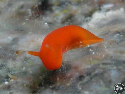 Vayssierea elegans from Peter the Great Bay, Russia