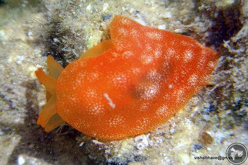 Berthellina citrina from India