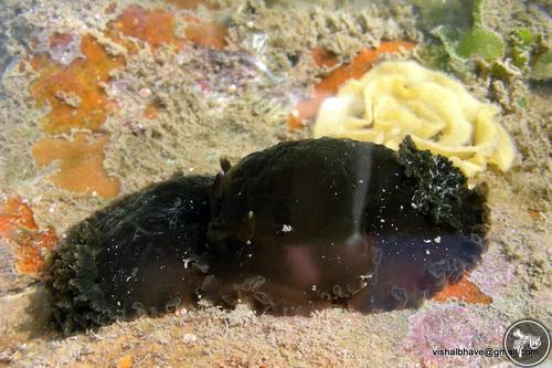 Dendrodoris nigra from India