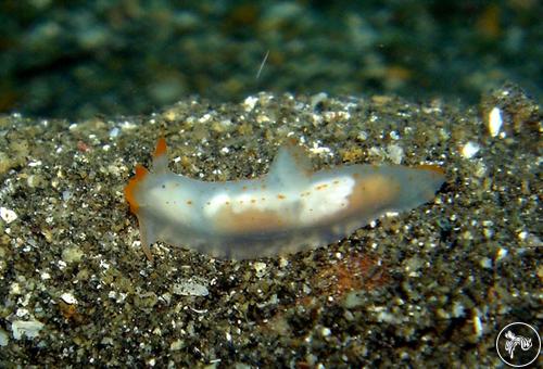 Gymnodoris sp. from PNG