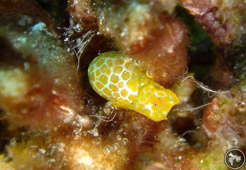 Haminoea sp. from PNG