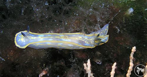 Hypselodoris midatlantica from Croatia