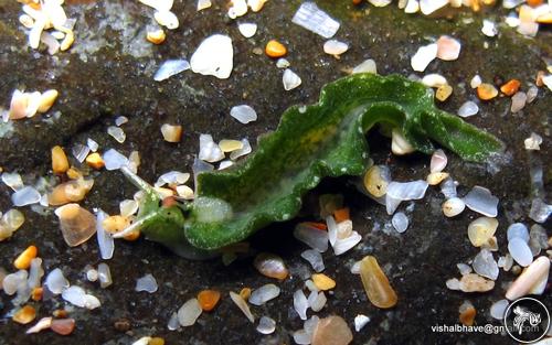 Elysia hirasei from Ratnagiri, India