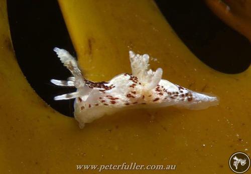 Ancula mapae from Victoria, Australia