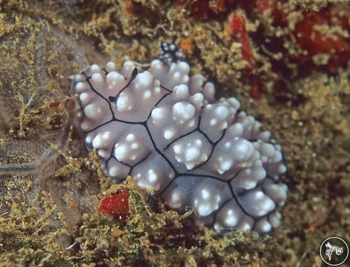 Phyllidiella cooraburrama from Micronesia