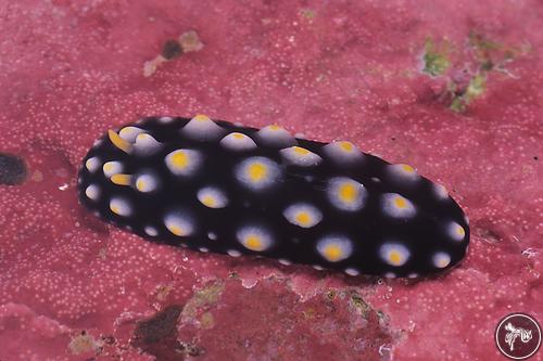 Phyllidia carlsonhoffi from Kiribati