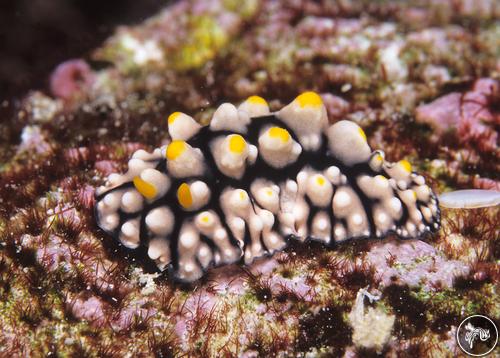 Phyllidia elegans from Kiribati