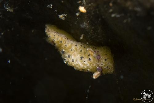 Caldukia sp. from New Zealand, New Zealand