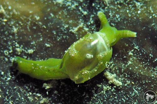 Oxynoe viridis from Fremantle, Australia