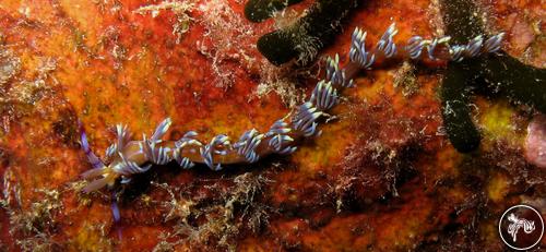 Pteraeolidia ianthina from Guam