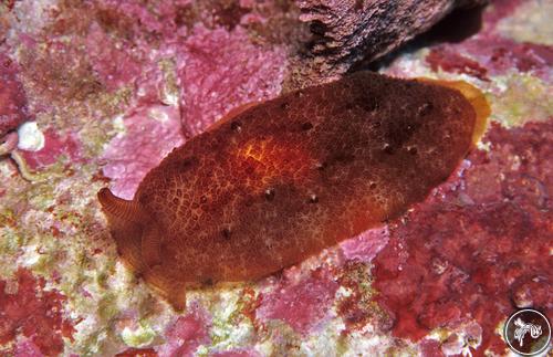 Pleurobranchus albiguttatus from Kiribati