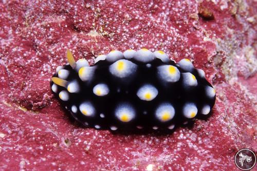 Phyllidia carlsonhoffi from Kiribati