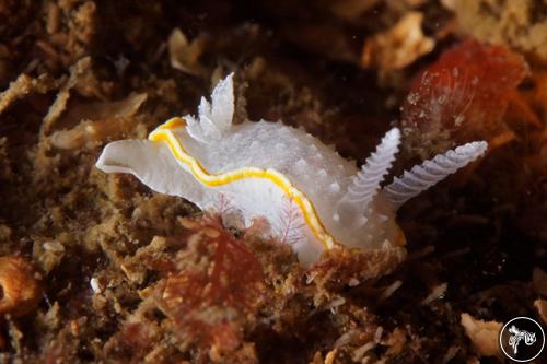 Diaphorodoris alba from France