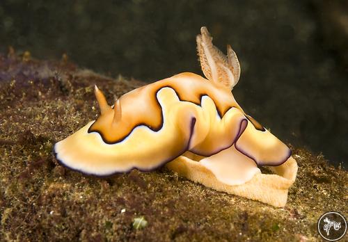 Goniobranchus coi from Indonesia