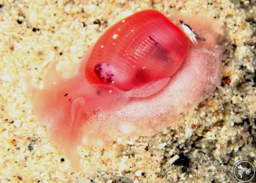 Bullina sp. from Piti Channel, Guam