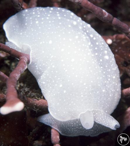 Berthella californica from California, USA