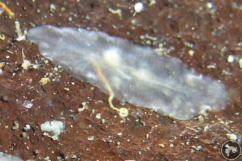 Melloplana ferruginea from Fremantle, Australia