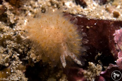 Galeojanolus ioannae from New Zealand