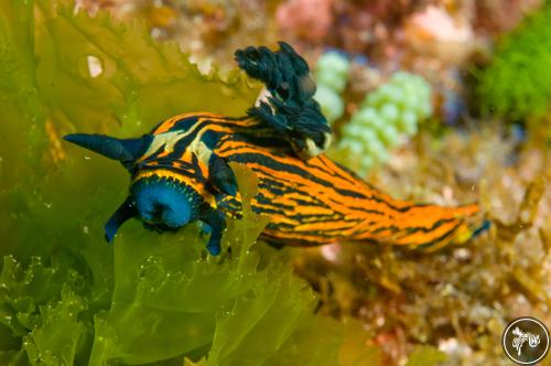 Tyrannodoris luteolineata from Australia