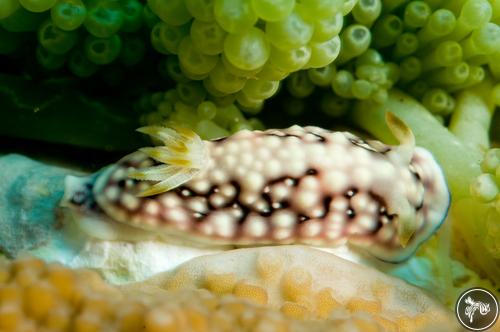 Goniobranchus geometricus from Australia