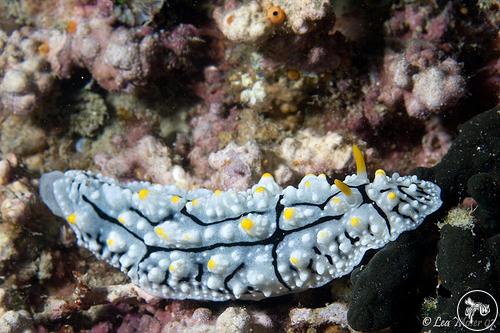 Phyllidia elegans from Malaysia