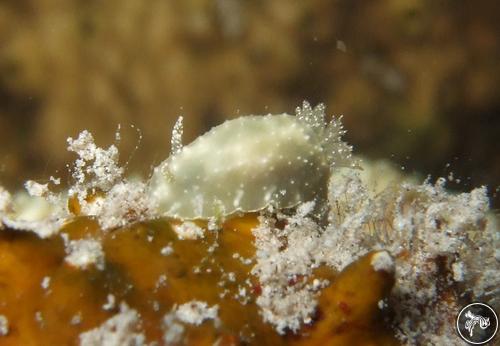 Chromodoris sp. from Indonesia