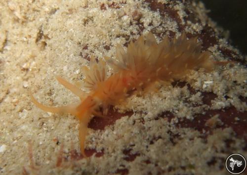 Facelina rhodopos from Indonesia