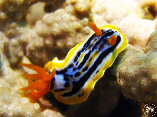 Chromodoris colemani from Philippines