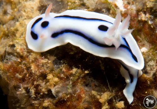 Chromodoris lochi from PNG